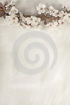 a delicate branch of cherry blossoms at the top of the photo on a gray light putty background.
