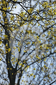 Early spring branches with yellow blossoms against pale sky