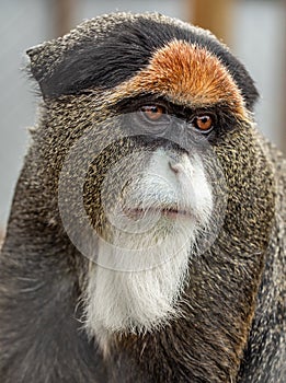 Delicate Brazza's Monkey: A Portrait of Serenity photo