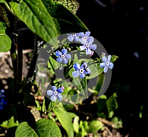 delicate bright blue forget-me-nots flowers in the garden