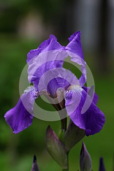 Delicate and bright iris. Lilac beginning of summer.