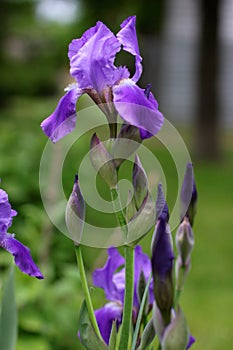 Delicate and bright iris. Lilac beginning of summer.