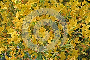 Delicate bright yellow Flaming Katy flower is flowers background