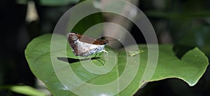 Delicate brown and white butterfly sighted in the Atlantic Fores