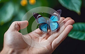 delicate butterfly butterfly on human hands on abstract sunny natural background. freedom, save wild nature, ecology concept.