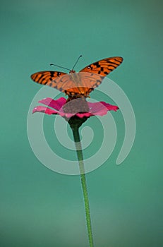 A delicate butterfly over a flower