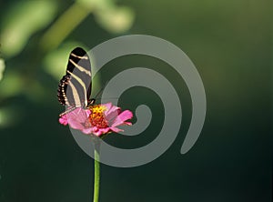 A delicate butterfly on pink flower