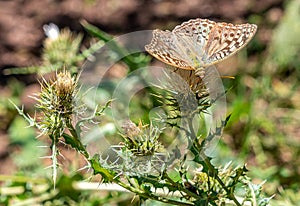 A delicate butterfly rests on a vibrant flower, its wings unfurled in a stunning display of color photo