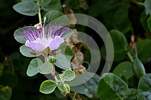 Capparis spinosa white flower with purple pistils photo