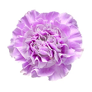 Delicate carnation lilac head flower isolated on white background