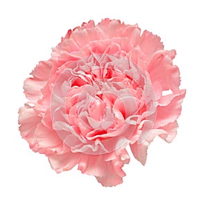 Delicate carnation pink head flower isolated on white background