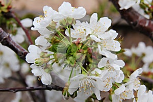 Delicate cherry blossom branch close-up in High Park, Toronto