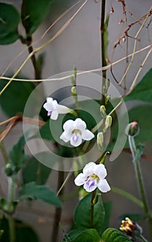 A delicate Chinese violet (Asystasia gangetica) with white petals photo