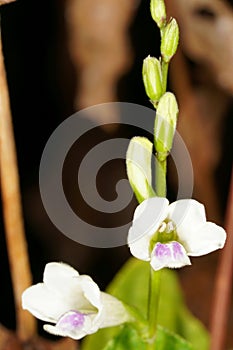 A delicate Chinese violet (Asystasia gangetica) with white petals photo