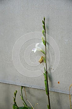 A delicate Chinese violet (Asystasia gangetica) with white petals photo