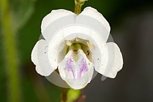 A delicate Chinese violet (Asystasia gangetica) with white petals photo