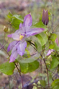 Delicate clematis flower `Vyvyan Pennell`