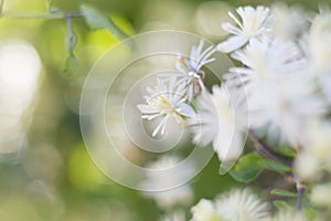 Delicate Clematis vitalba flowers on a sunny summer day, colorful bright background
