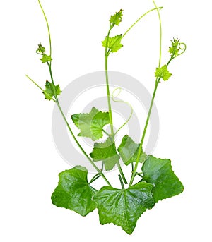 Delicate Coccinia grandis  vegetables isolated on a white background