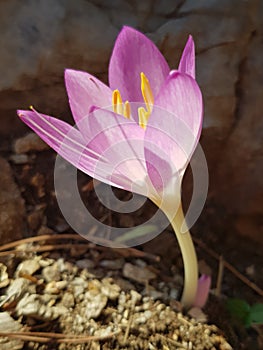 Delicate Colchicum autumn crocus flower