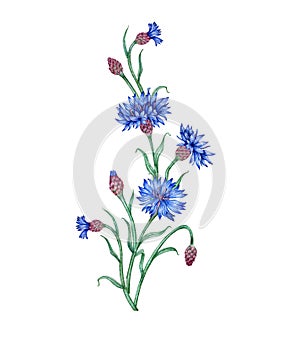 Delicate composition of cornflowers watercolor