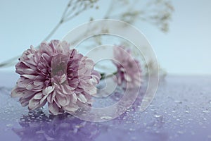 Delicate composition of lilac flowers with reflection on a soft blurred background