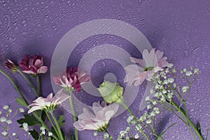 Delicate composition of pink flowers with reflection on a soft blurred background