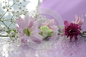 Delicate composition of pink flowers with reflection on a soft blurred background