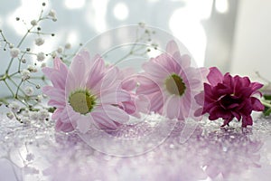 Delicate composition of pink flowers with reflection on a soft blurred background