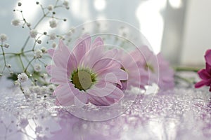 Delicate composition of pink flowers with reflection on a soft blurred background