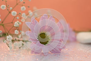 Delicate composition of pink flowers with reflection on a soft blurred background
