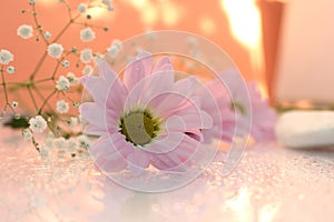 Delicate composition of pink flowers with reflection on a soft blurred background