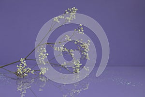 Delicate composition of white flowers with reflection on a soft blurred background
