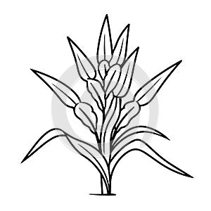 Delicate corn saplings outline icon in vector format for agricultural designs