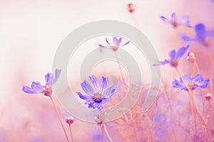 Delicate cosmos flowers with beautiful toning.Selective focus