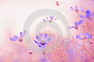 Delicate cosmos flowers with beautiful toning.Selective focus photo