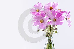 Delicate Cosmos pink flowers in glass vase on white