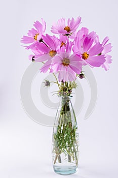 Delicate Cosmos pink flowers in glass vase on white