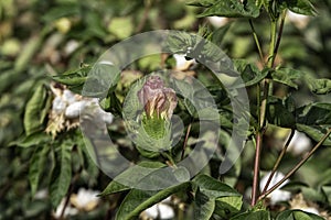 Delicate cotton flower closeup among green foliage