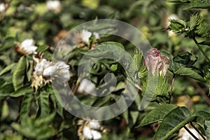 Delicate cotton flower closeup among green foliage