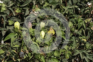 Delicate cotton flower closeup among green foliage