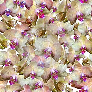 Delicate cream-colored orchid flowers with a pink middle background. Seamless floral pattern for fabric, textile, wrapping paper