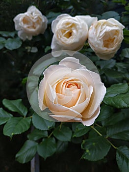 Delicate cream rose close-up on a green bush