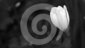 Delicate crocus flower