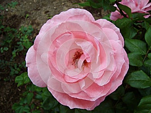 Delicate curls of a large pink rose flower.