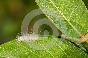 Delicate Cycnia Caterpillar - Cycnia tenera photo