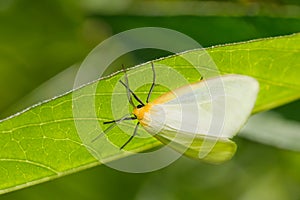 Delicate Cycnia Moth - Cycnia tenera