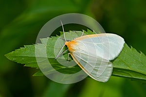 Delicate Cycnia Moth - Cycnia tenera photo