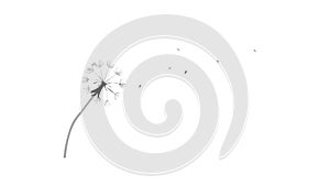Delicate Dandelion Seed Head Nature Spring Wishes Vector, vector design Generative AI