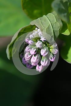 Delicate and Demure Virginia Bluebell Budding Blossoms II - Mertensia virginica